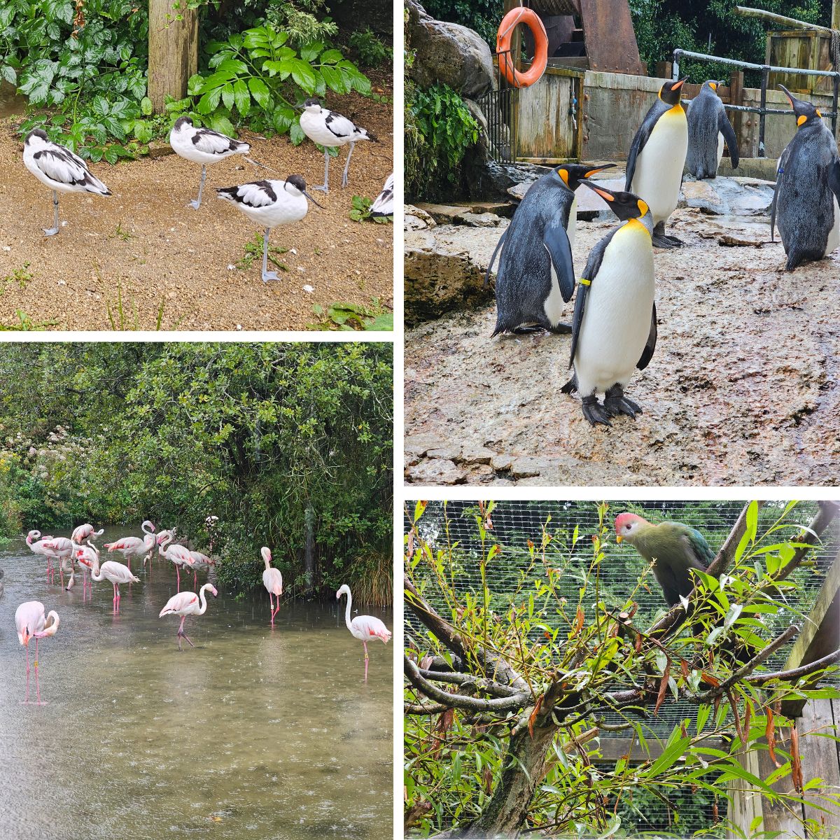 A collage of 4 photos from the Model Village Birdland Park & Gardens: it has Pied Avocet, Penguins, Flamingos and Red-crested Turaco