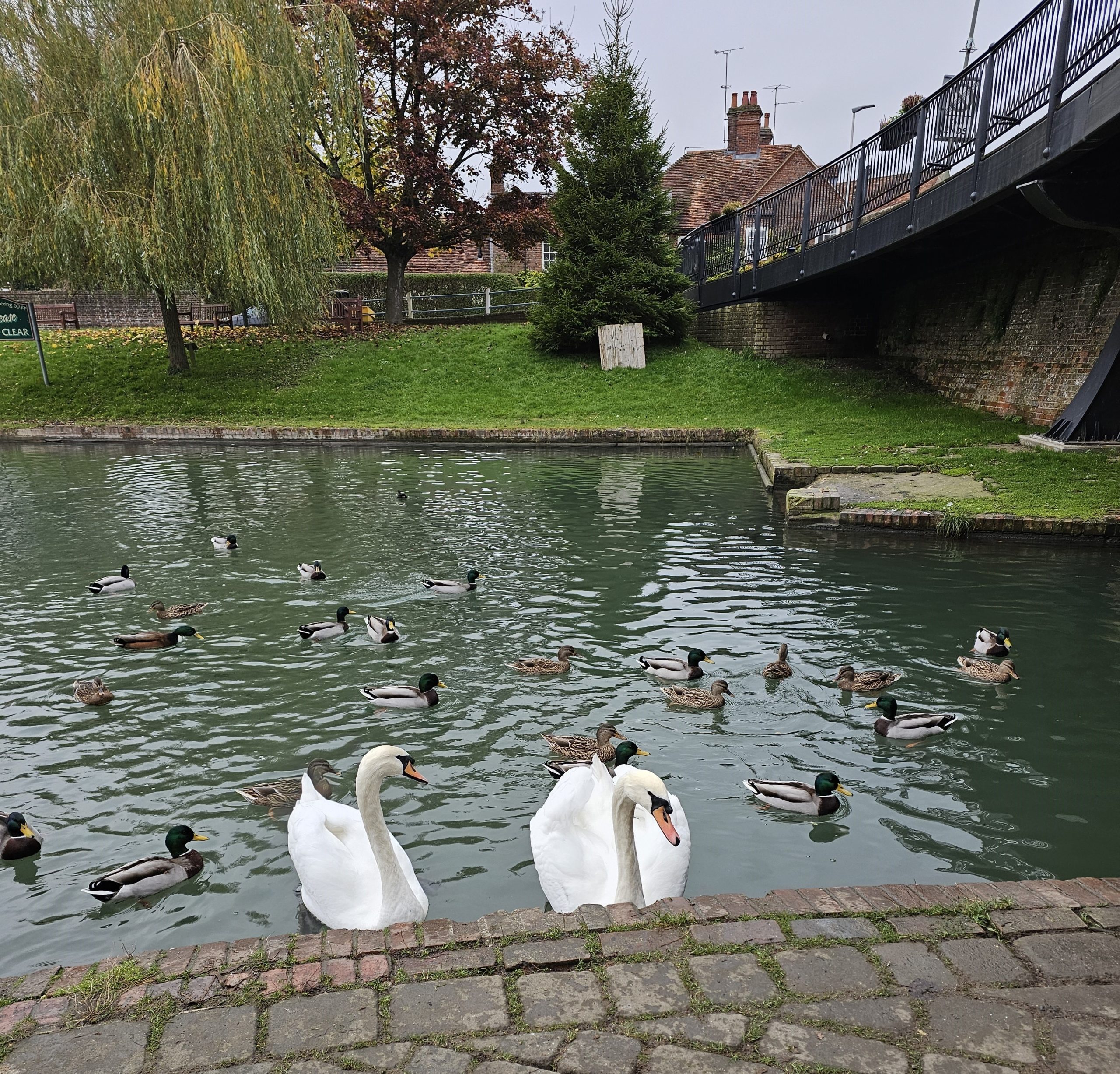 Serene scene of ducks and swans gliding through the tranquil waters of the Kennet and Avon Canal.