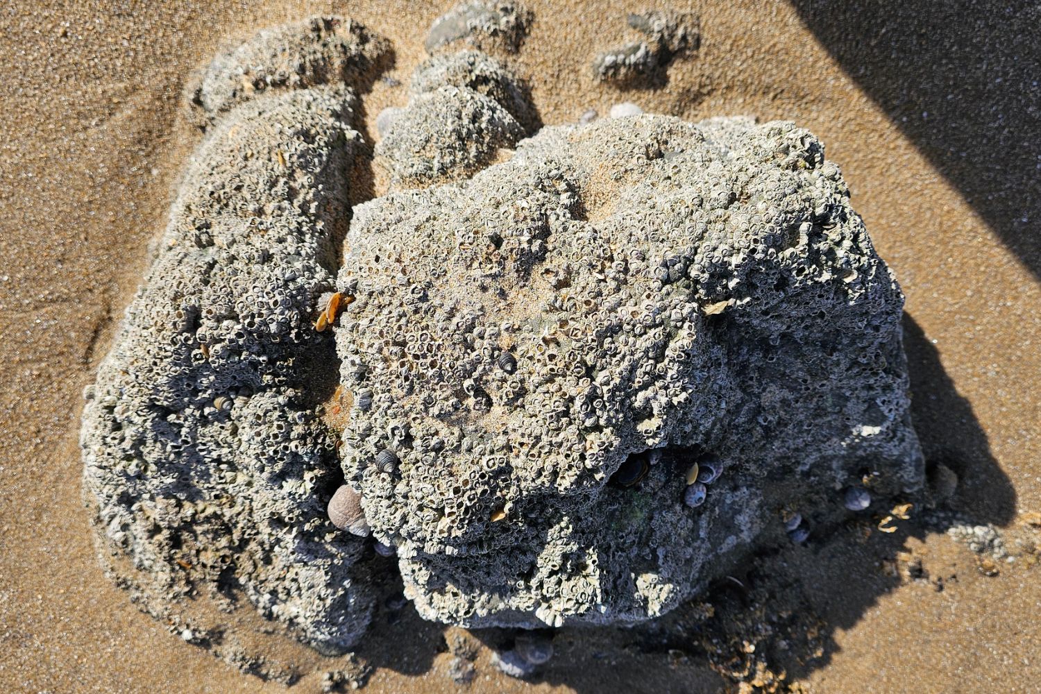 A close-up, top-down view of a large rock on a sandy beach completely covered in thousands of small, textured white barnacles and a few small dark sea snails.