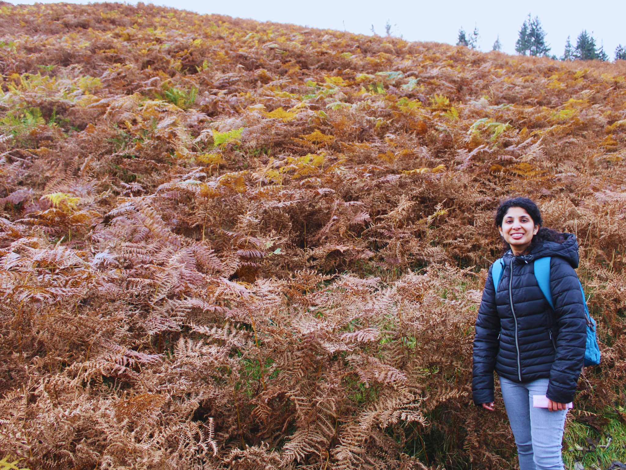 A woman with a blue backpack and black puffer jacket stands on a trail in the Lake District. She is surrounded by a vast, steep hillside covered entirely in tall, thick autumn ferns (bracken) that have turned a deep, rusty orange and copper color.