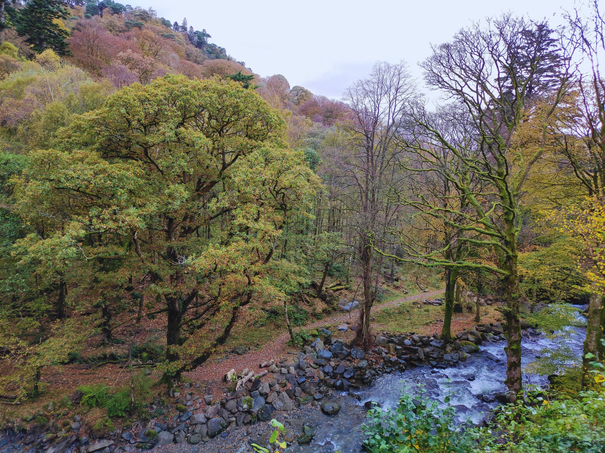 A lush woodland scene in the Lake District National Park. A clear, rocky stream with white-water rapids flows through a valley. On the banks, massive deciduous trees with yellowing autumn leaves and moss-covered trunks stand tall against a steep, forested hillside near Aira Force.