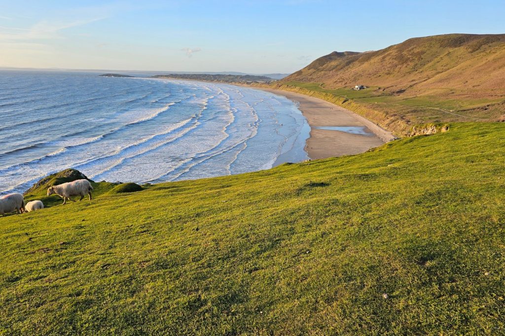 A group of white sheep grazing on a steep, sunlit green hillside overlooking Rhossili Bay. In the background, white cresting waves roll onto the long, sandy beach under a clear sky, with rolling hills stretching into the distance.