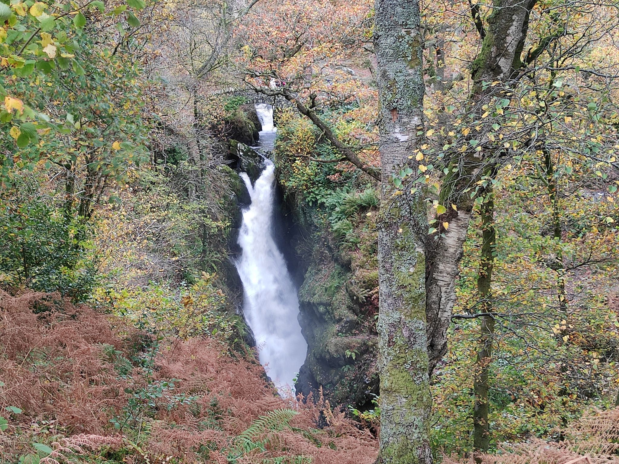 A tall, powerful waterfall cascades down a narrow, rocky gorge. The white water stands out against dark, wet rocks and is framed by autumn trees with yellow leaves and copper-coloured ferns in the foreground. A moss-covered tree trunk stands prominently on the right side of the frame.