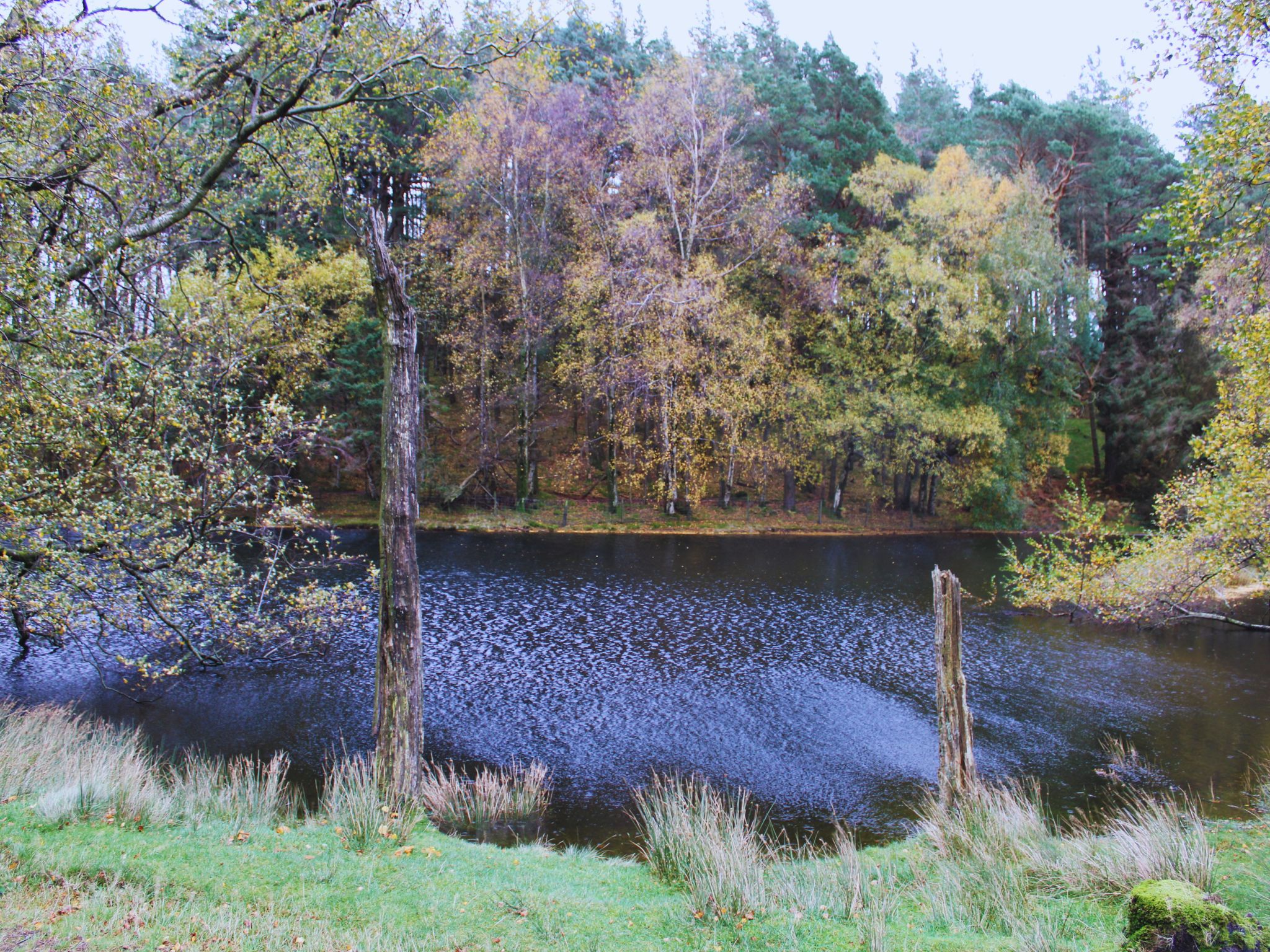 A peaceful, dark-water tarn surrounded by a dense forest of autumn trees with yellow and green leaves. In the foreground, two weathered, barkless tree trunks stand like pillars at the water's edge. The surface of the water has light ripples, and the far bank is thick with woodland.
