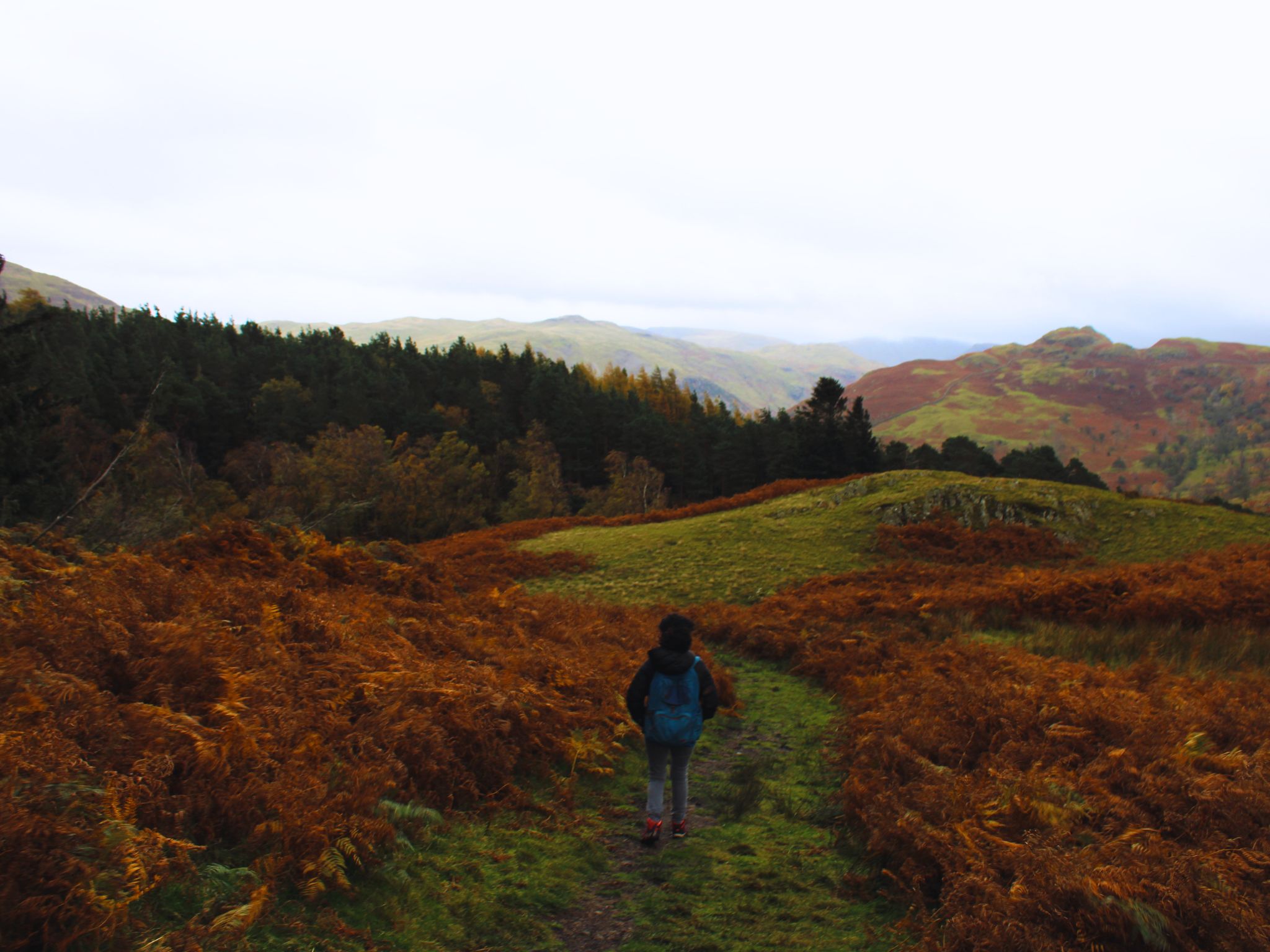 A hiker with a blue backpack walks away from the camera on a narrow, green grassy trail. The trail is flanked by tall, rust-orange autumn bracken. In the distance, a large dark pine forest transitions into steep, rugged fells under a heavy, cloudy sky.