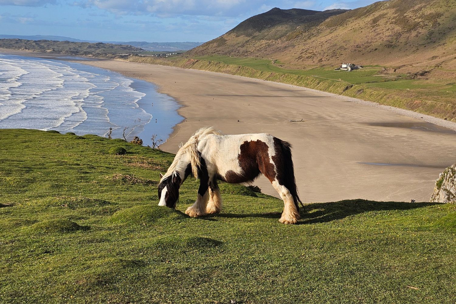 A wild piebald pony with a long mane grazes on a lush green clifftop overlooking the vast expanse of Rhossili Bay. In the background, white waves roll onto the wide sandy beach, with rolling hills and a bright blue sky completing the scenic landscape.
